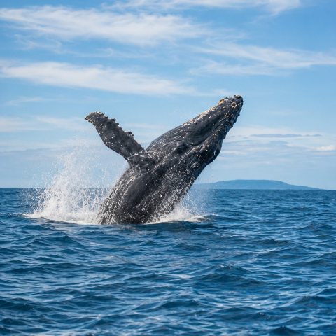 Full Day Avistamiento de Ballenas